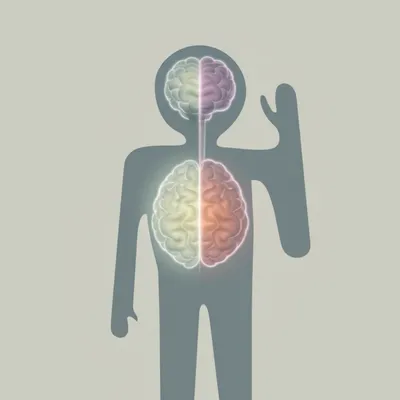 Illustration contralateral