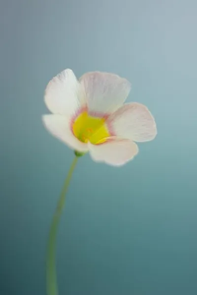 Illustration sorrel - Image 2