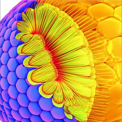 Illustration rhabdoms - Image 1