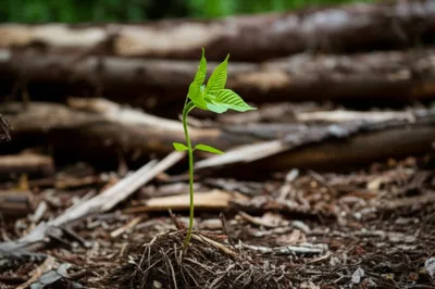 Illustration wavers - Image 1