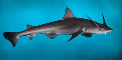 Illustration hoe - Image 1