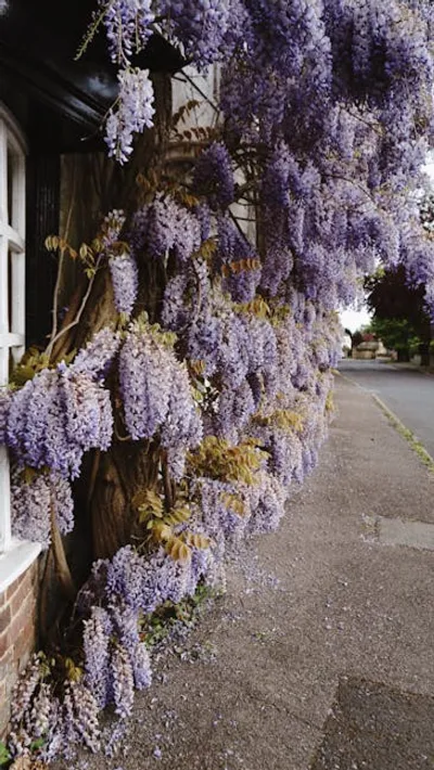 Illustration wisteria - Image 2