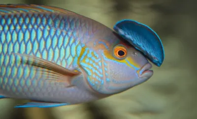 Illustration operculum