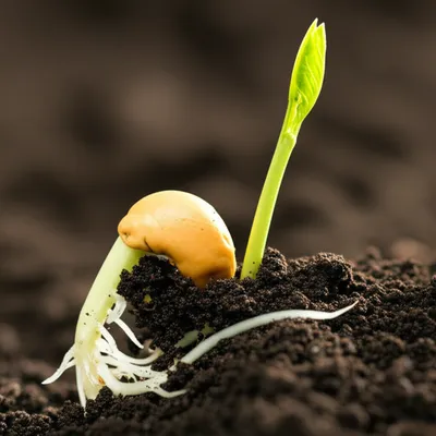 Hình ảnh minh họa cho từ "originating" - Khởi nguồn, bắt nguồn, gây ra, tạo ra.
