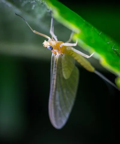 Illustration mayfly - Image 2