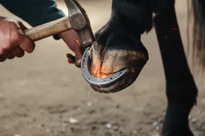 Illustration shoeing - Image 1