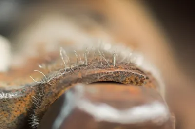 Illustration whiskers - Image 1