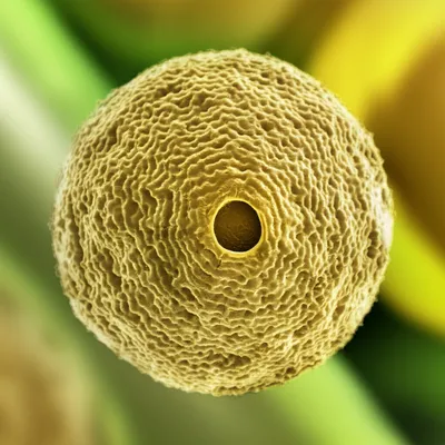 Illustration monotreme - Image 1