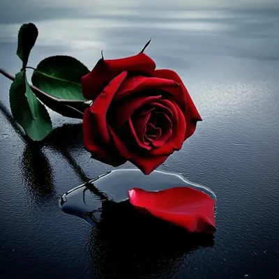 Illustration drops - Image 1