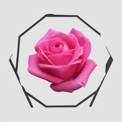 Illustration circumscription