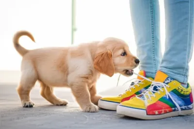 Illustration nipping - Image 1