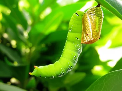 Illustration transform - Image 1