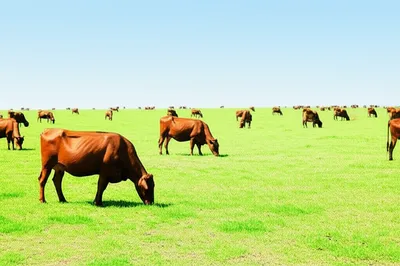 Illustration pastures - Image 1