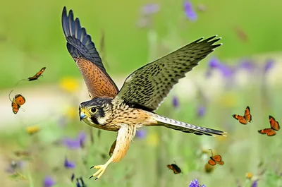 Illustration hobbies - Image 1