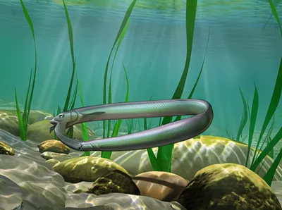 Illustration eel - Image 1