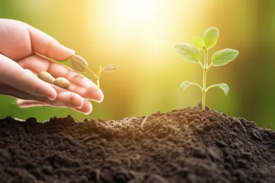 Illustration investment