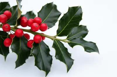 Illustration holly