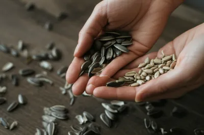 Illustration hulls - Image 1