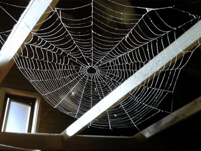 Illustration cobwebs - Image 1