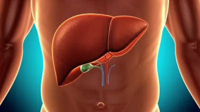 Illustration hepatic - Image 1