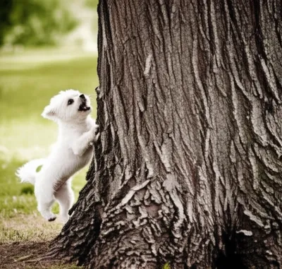 Illustration barking - Image 1