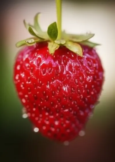 Illustration sipped - Image 1