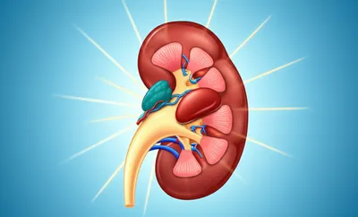 Illustration adrenal