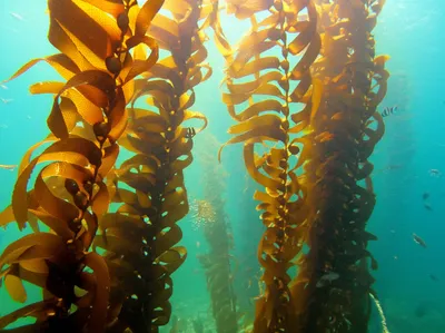 Illustration kelps - Image 1