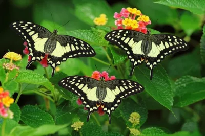 Illustration jay - Image 1