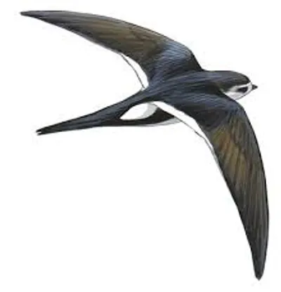 Illustration swift - Image 2