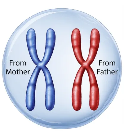 Illustration diploid - Image 1