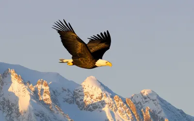 Illustration reared - Image 1