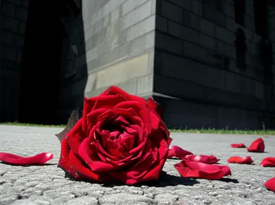 Illustration shames - Image 1