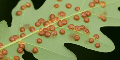 Illustration galls - Image 1