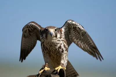 Illustration bats - Image 1