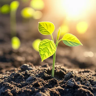 Illustration inaugural