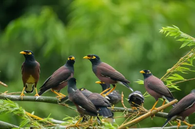 Illustration grackles - Image 1