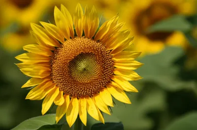 Illustration capitular - Image 1