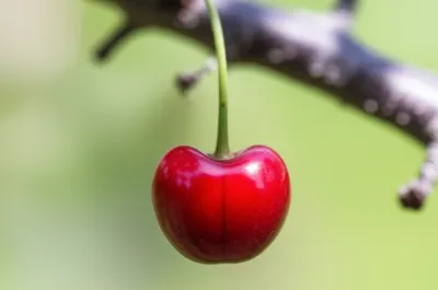 Illustration footstalk - Image 1