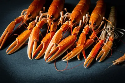 Illustration scampi - Image 1