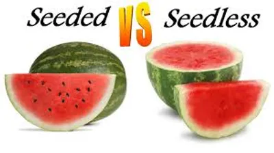 Illustration seedless - Image 2