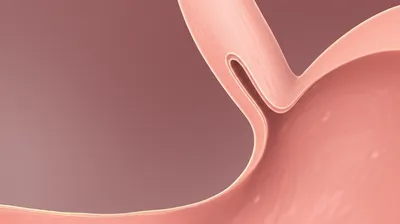 Illustration cardias - Image 1