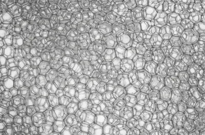 Illustration alveoli - Image 1