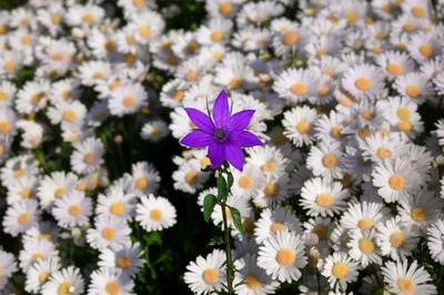 Illustration strangeness - Image 1