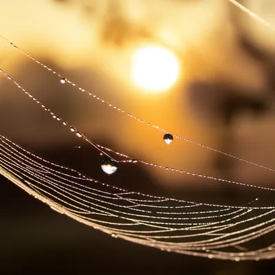 Illustration ephemeral - Image 1