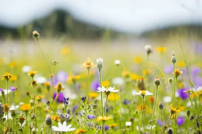 Illustration asexual - Image 1