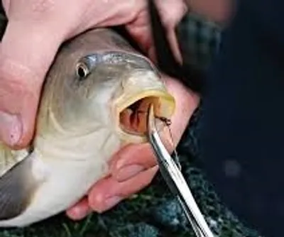 Illustration unhook - Image 2