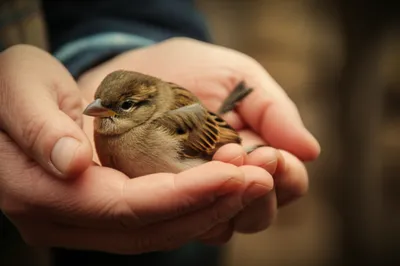 Illustration cower - Image 1