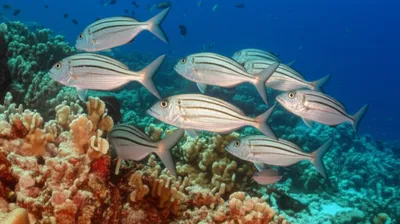 Illustration bonitos - Image 1