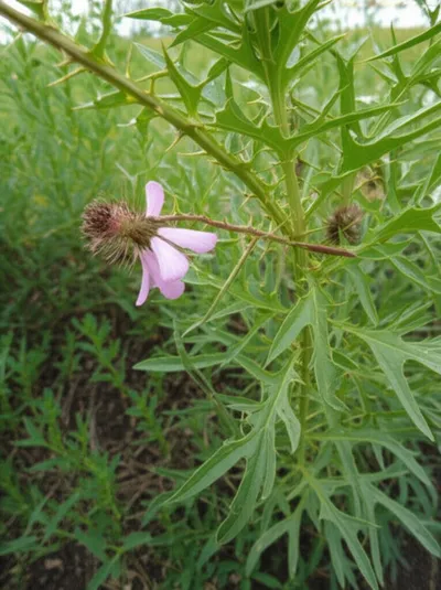 Illustration worsen - Image 1